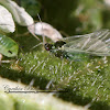 Aphid