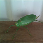 Katydid