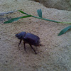 Dor beetle / Lajniak obyčajný (hovnivál)