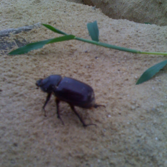 Dor beetle / Lajniak obyčajný (hovnivál) | Project Noah