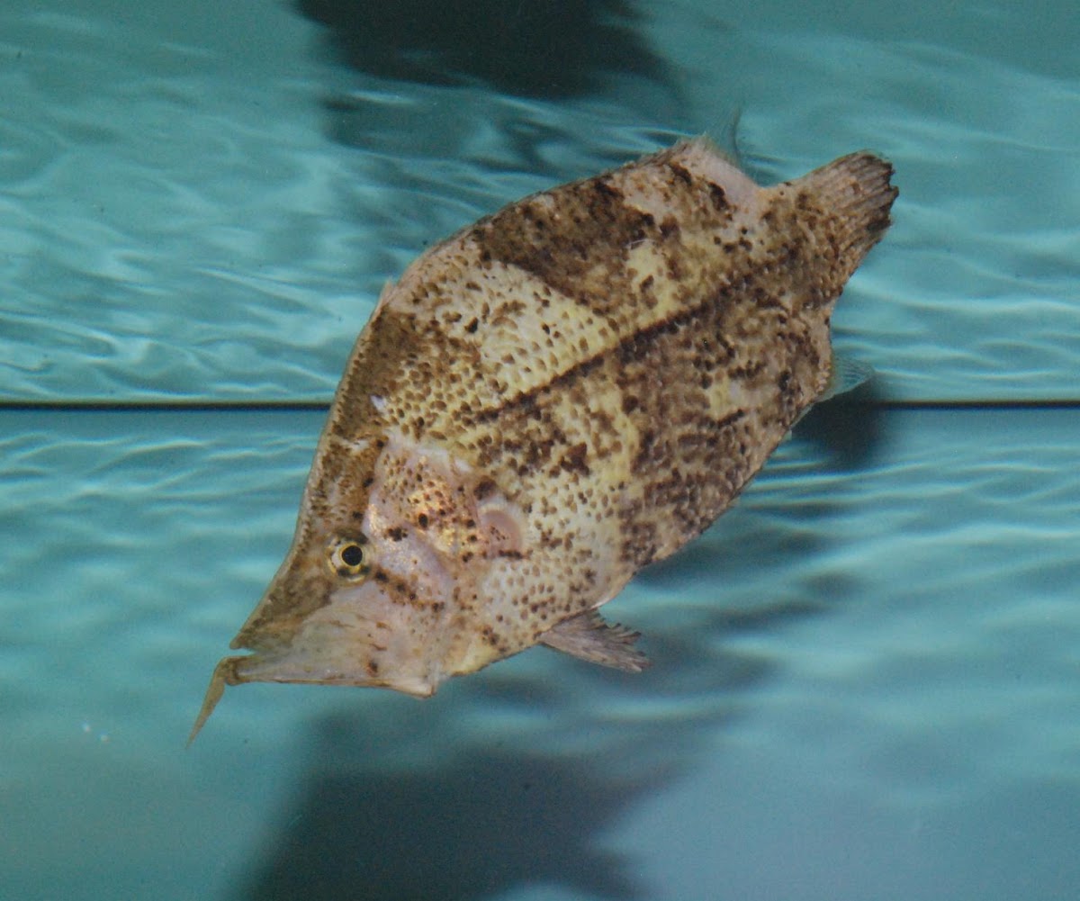 Amazon leaf fish