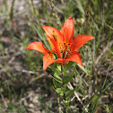 Western red lily; wood lily