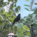 Red-winged Black Bird 