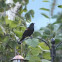 Red-winged Black Bird 