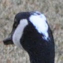Canada Goose (leucistic head)