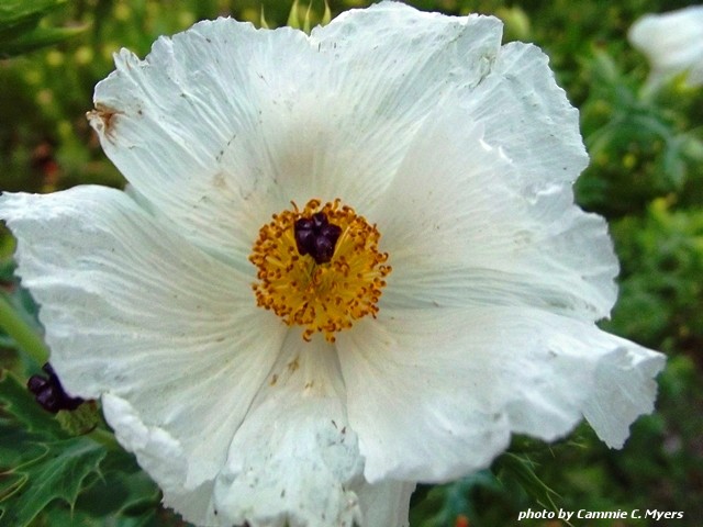 White Prickly Poppy