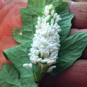 Tobacco hornworm with braconid wasp cocoons