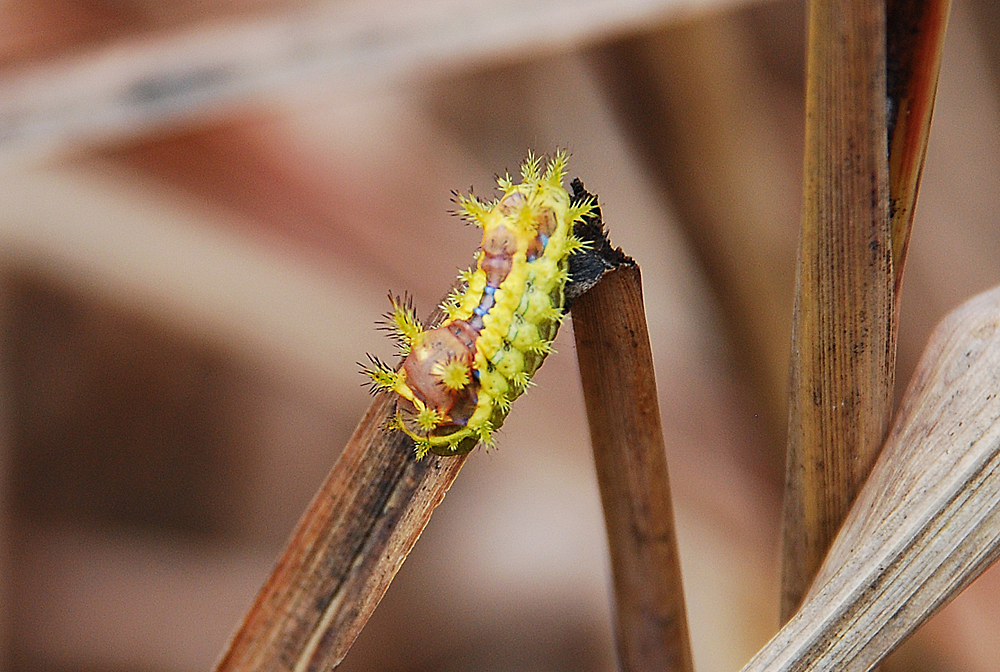 Oriental Moth Caterpillar