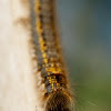 Drinker Moth (caterpillar of)