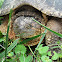 Common Snapping Turtle