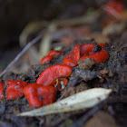 Fungus, Hongos