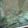 Giant Blue Claw Shrimp