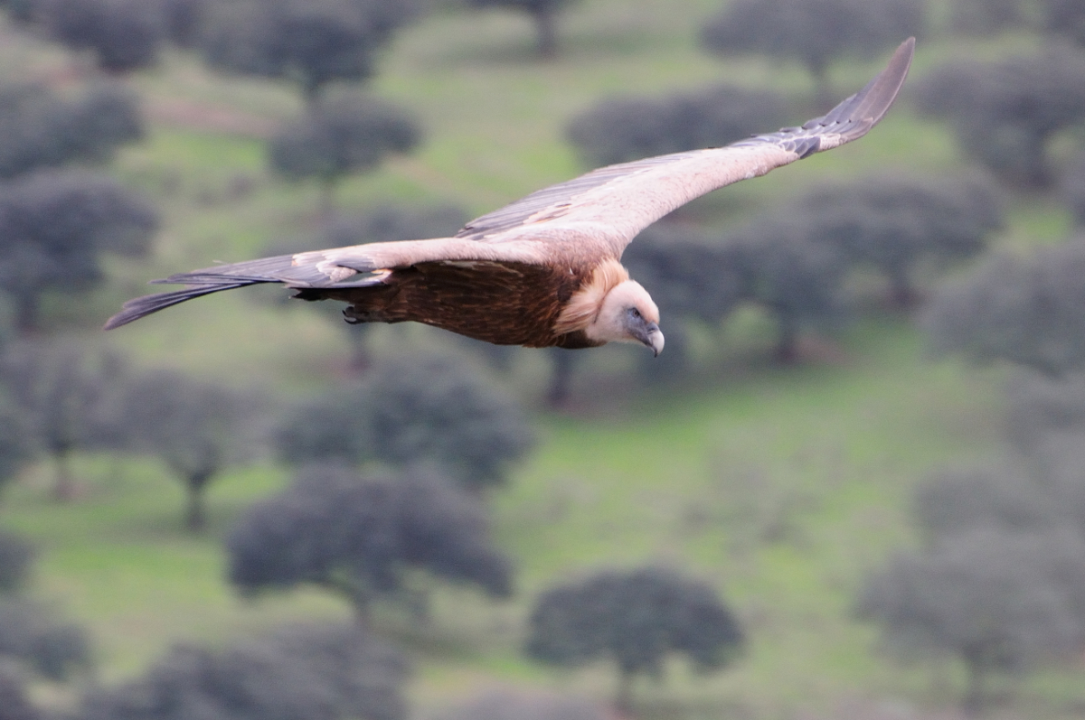 Griffon vulture, buitre leonado