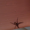 Dark Fishing Spider (immature)