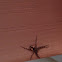 Dark Fishing Spider (immature)
