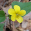Halberd Leaf Yellow Violet