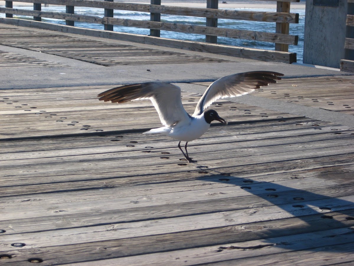 Laughing Gull