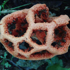 Clathrus ruber