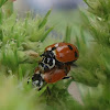 Adonis' Ladybird