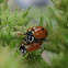 Adonis' Ladybird