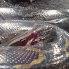 Black-tailed python