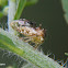 Cyphonia treehopper