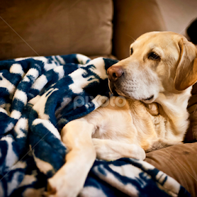 Maxx_2015 by Howie George - Animals - Dogs Portraits