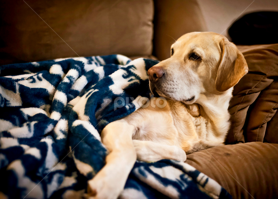 Maxx_2015 by Howie George - Animals - Dogs Portraits