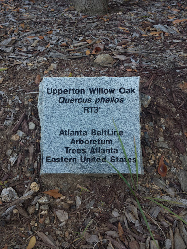 Upperton Willow