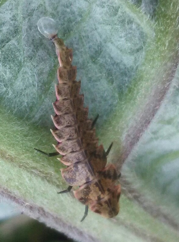 Firefly (larva)