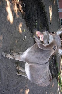 download Donkey free