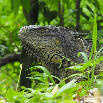 Belize Wildlife