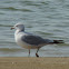 Ring-billed Gull