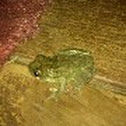 Gray/Cope's Gray Tree frog