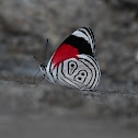 89 Butterfly