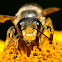 Hornfaced Bee