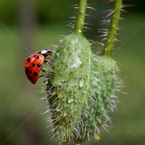by OL JA - Flowers Flower Buds