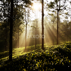 by Dhruv Ashra - Nature Up Close Trees & Bushes