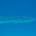 Great Barracuda