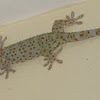 Tockay Gecko