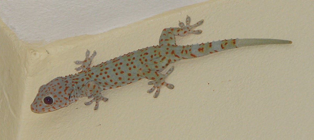 Tockay Gecko