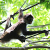 Yucatan Spider Monkey (juvenile)