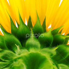 Sunflower isolated on white background by Grigor  Ivanov - Flowers Single Flower