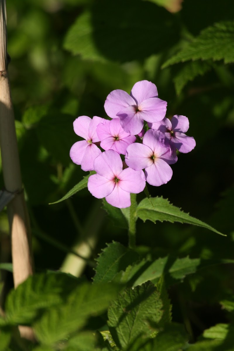 Wild phlox