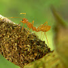 weaver ant on bagworm case