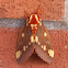 Royal Walnut Moth