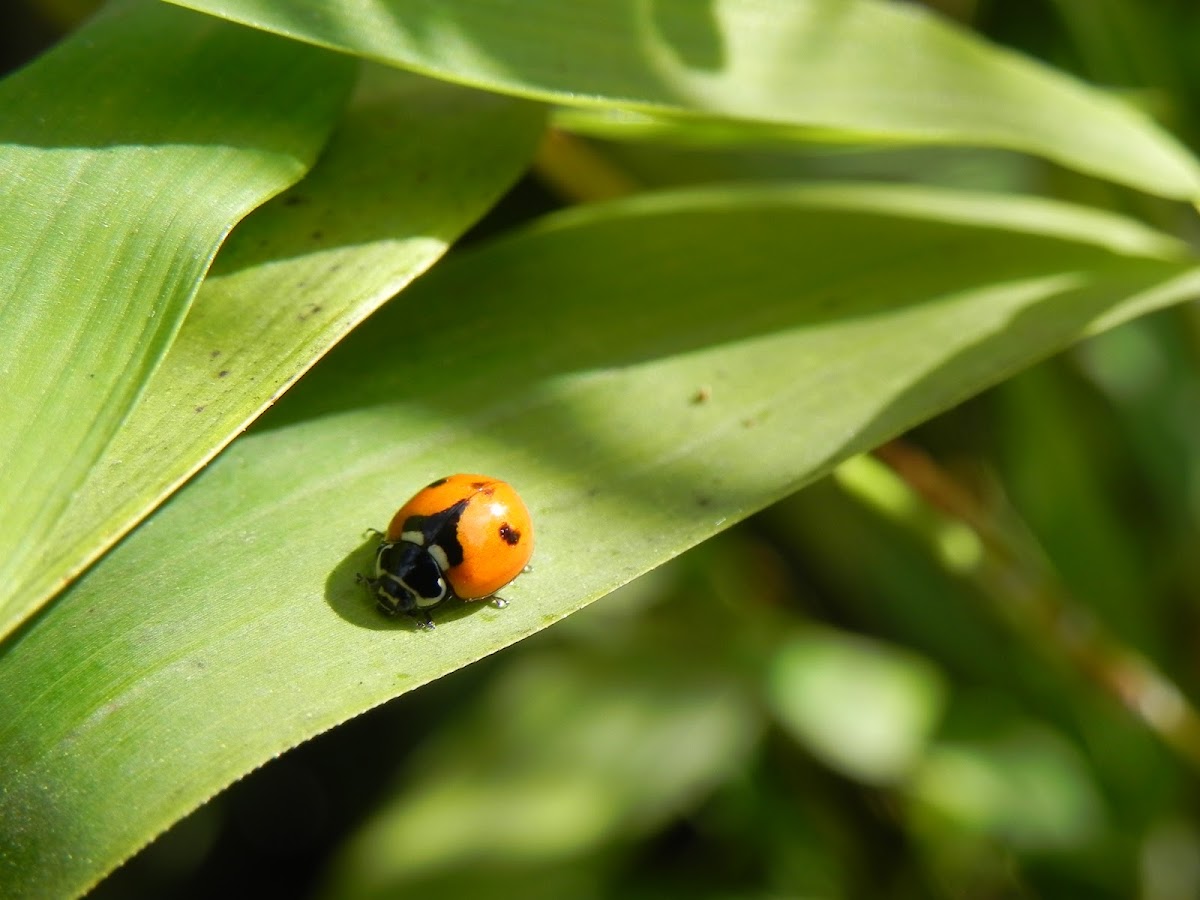 Lady bug