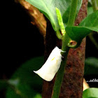 Planthopper