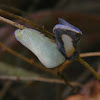 Flatid planthoppers