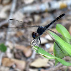 Seaside dragonlet